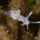 Image of coral nudibranch