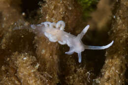 Image of coral nudibranch