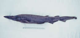 Image of Freckled Catshark