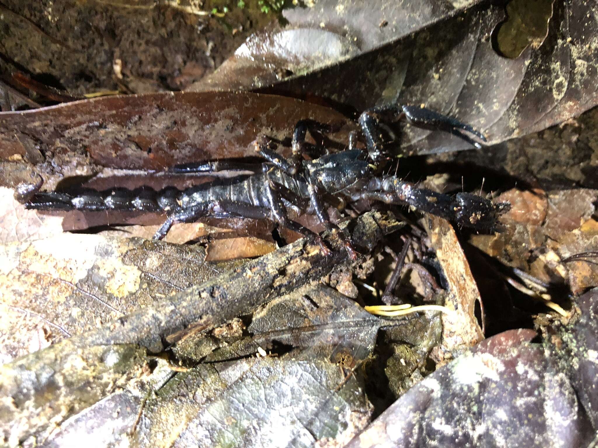 Image of Asian Forest Scorpion