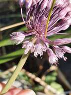 Image of Allium multiflorum Desf.