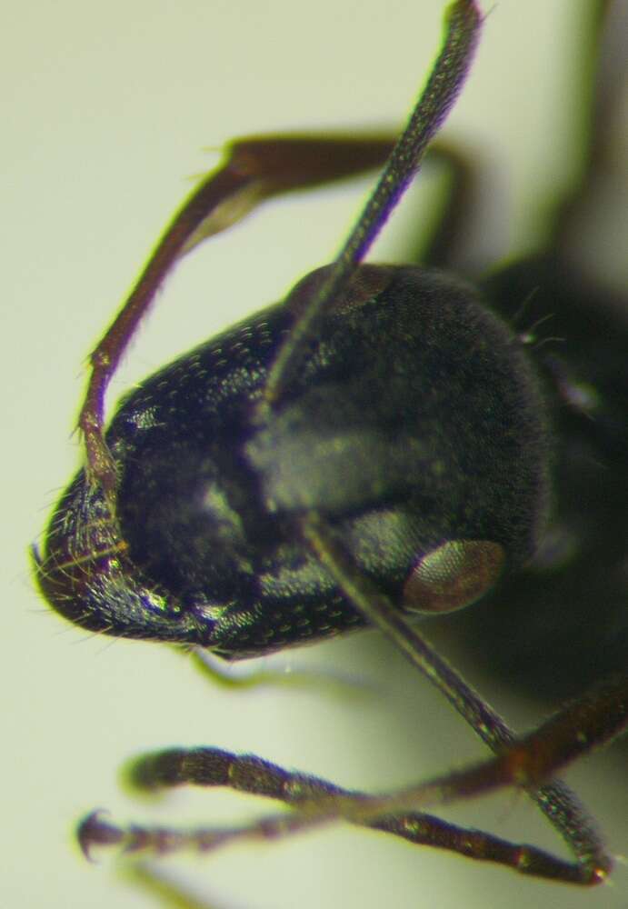 Camponotus gestroi Emery 1878的圖片