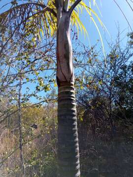 Image of Dypsis madagascariensis (Becc.) Beentje & J. Dransf.