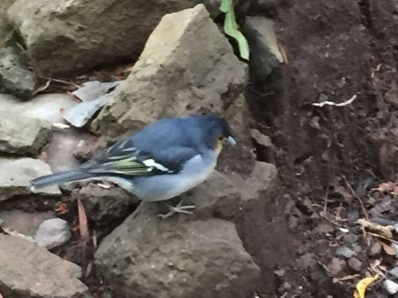 Image of La Palma Chaffinch