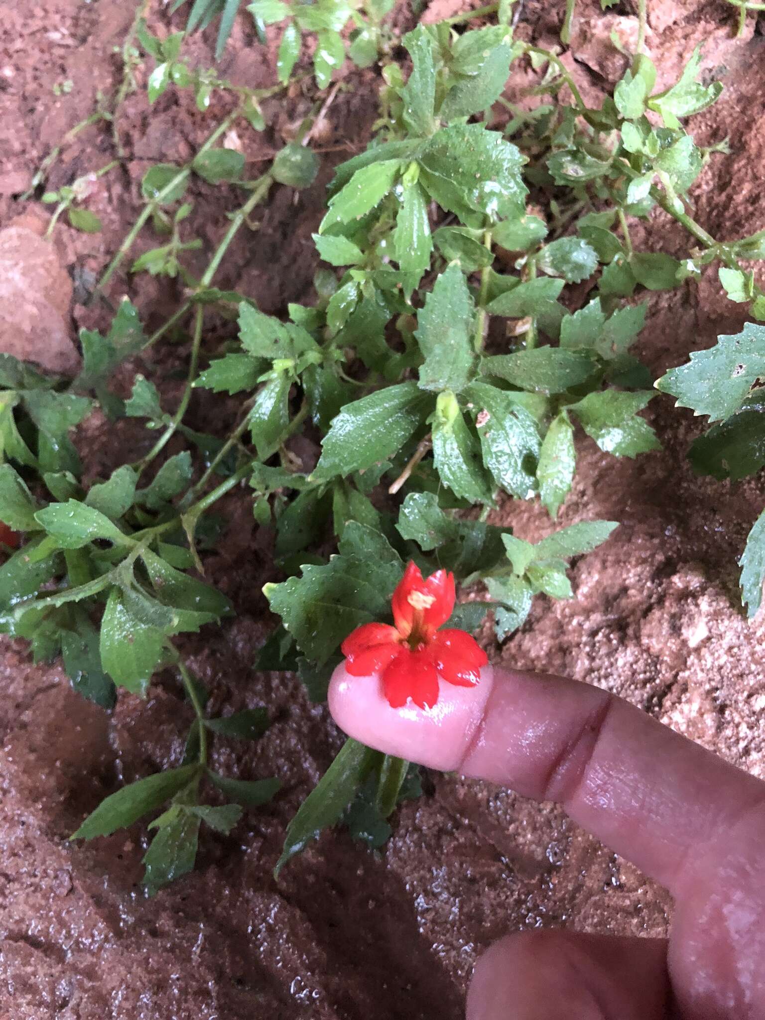 Image of Eastwood's Monkey-Flower