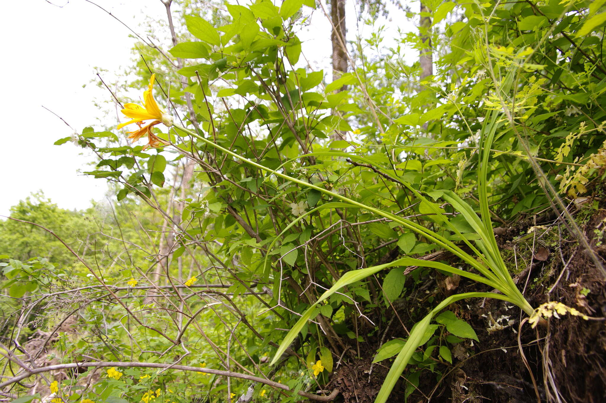Image of Amur daylily