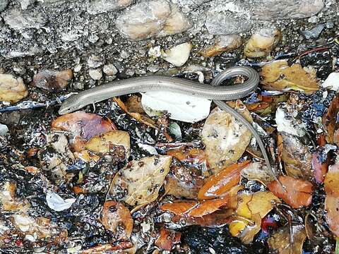 Image of Western Three-toed Skink