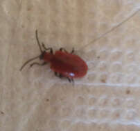 Image of Scarlet lily beetle