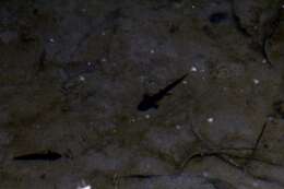 Image of Tarahumara Salamander