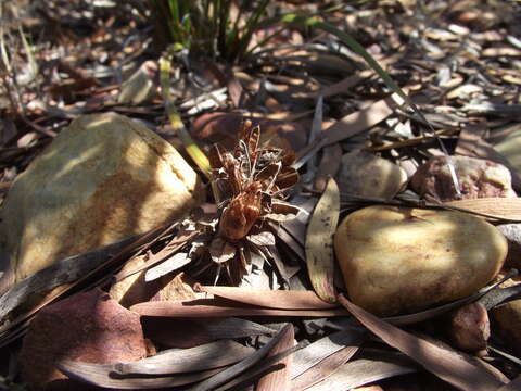 Image of Aristea abyssinica Pax