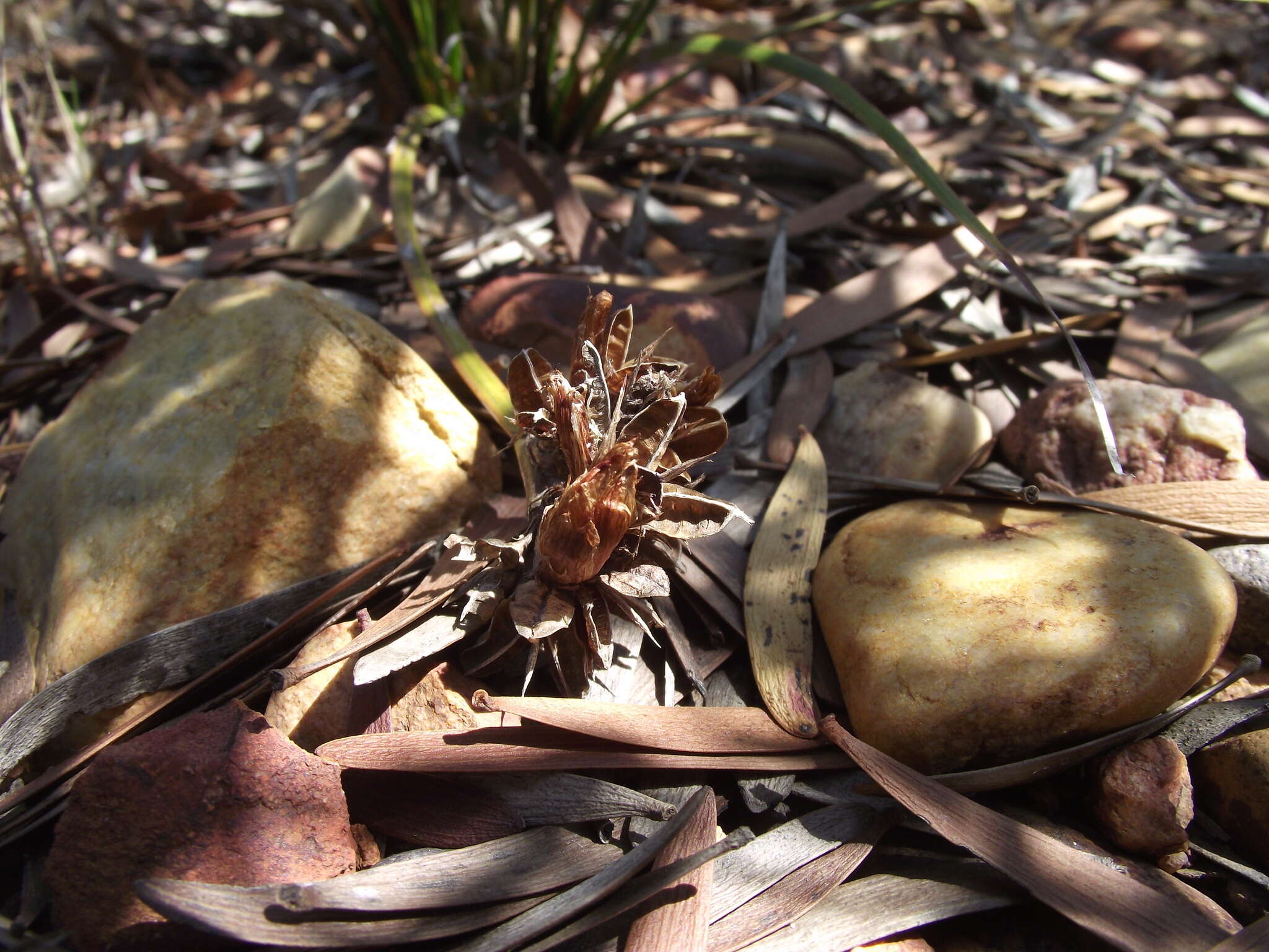 Imagem de Aristea abyssinica Pax