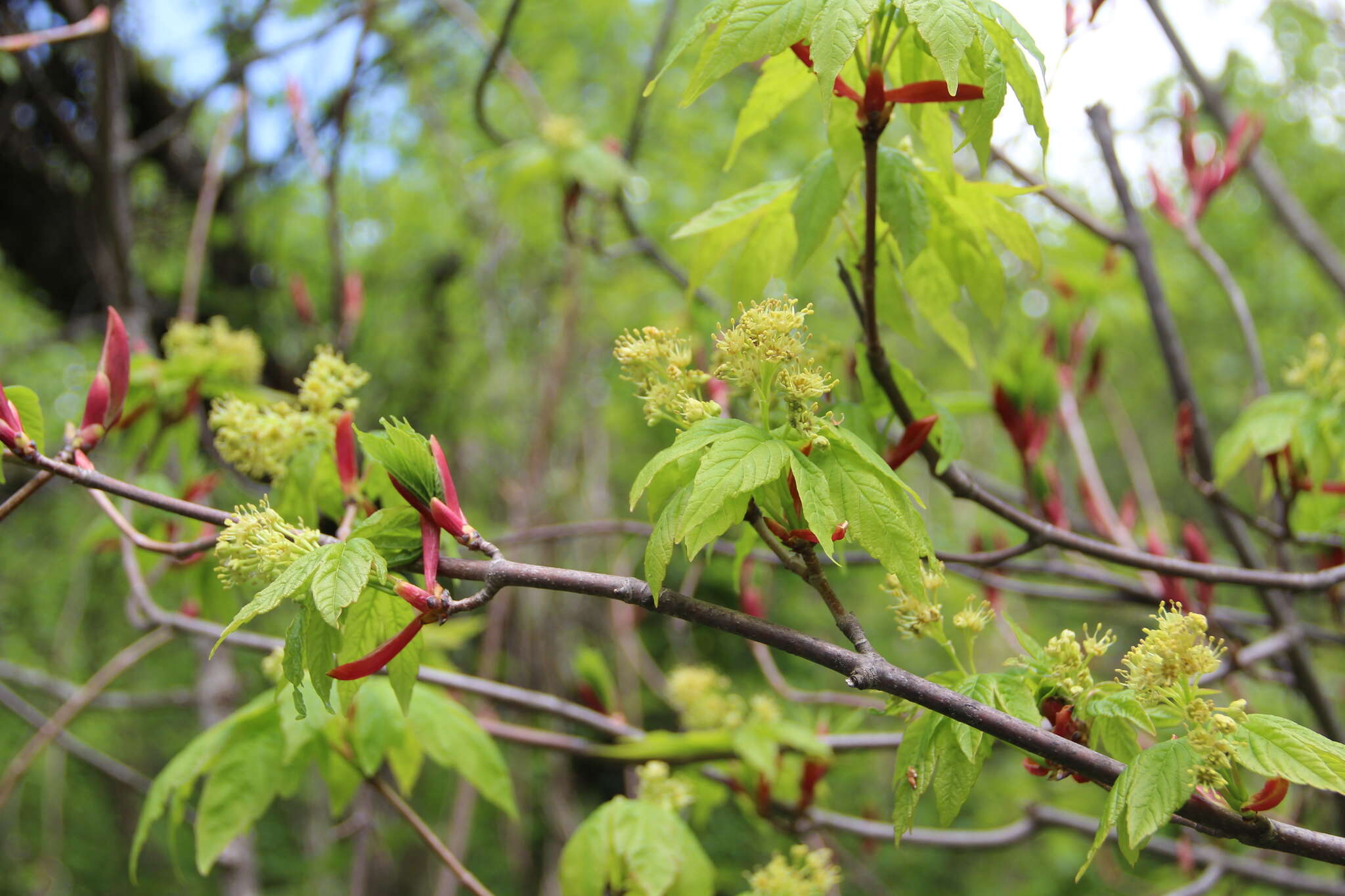 Acer heldreichii subsp. trautvetteri (Medvedev) E. Murray的圖片