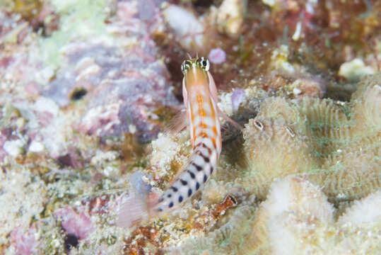 Image of Fiji clown blenny