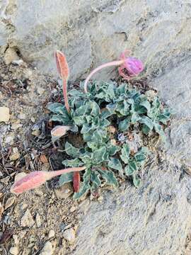 Imagem de Oenothera cespitosa subsp. crinita (Munz) Munz