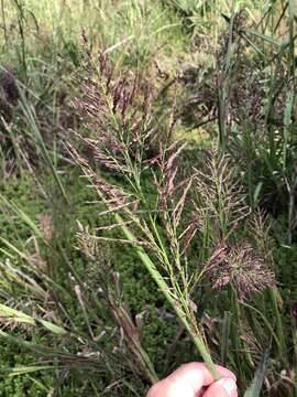 Image of Red-Top Cut-Throat Grass