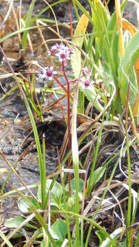 Image of Micranthes melaleuca (Fischer) Losinsk.