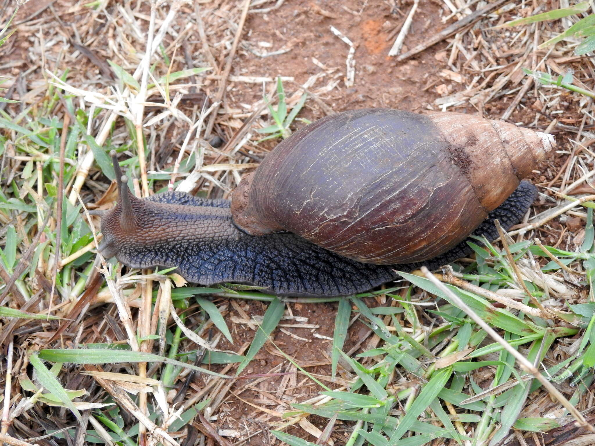 Image de Lissachatina glutinosa