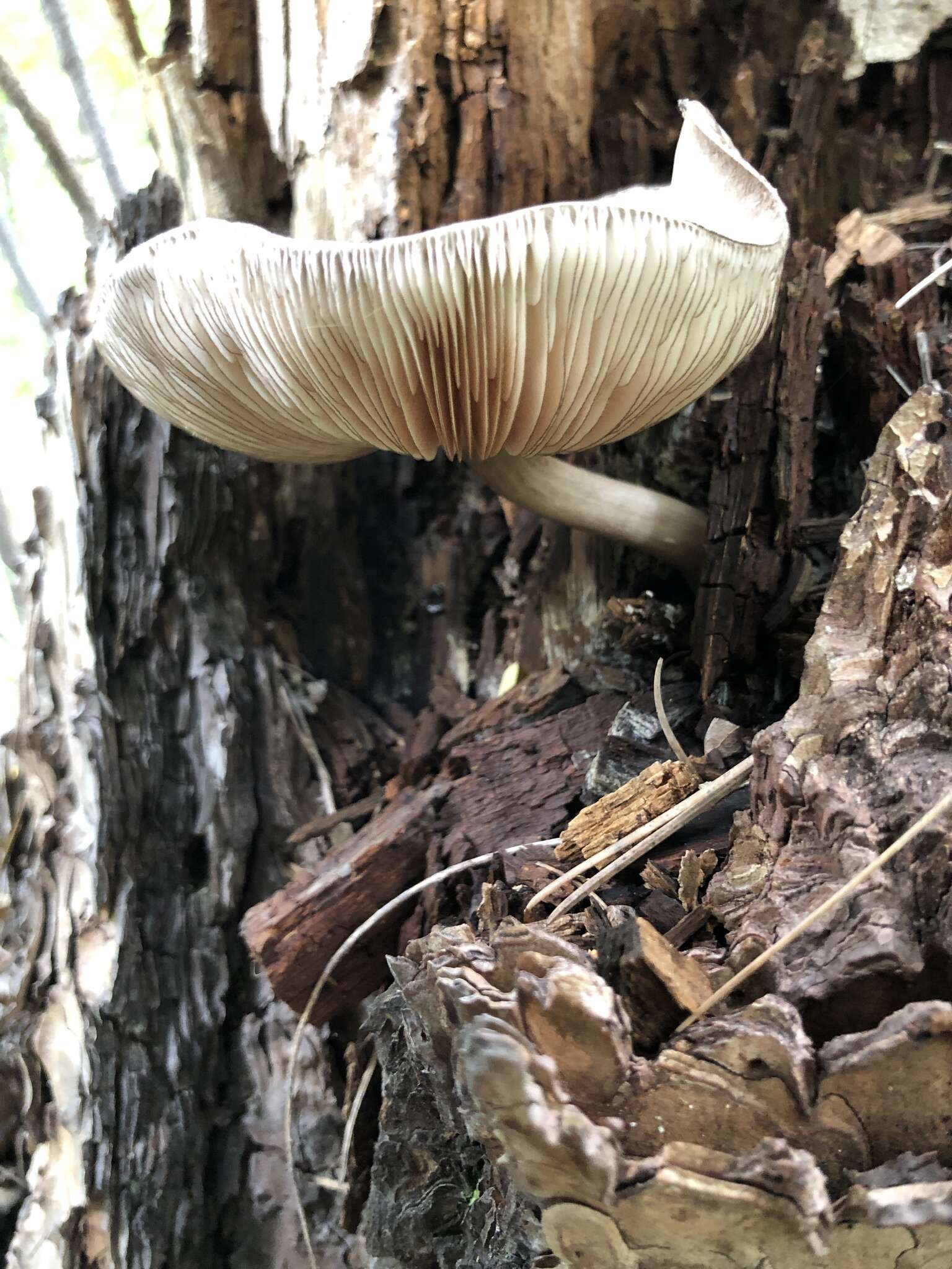 Pluteus atromarginatus (Konrad) Kühner 1935 resmi