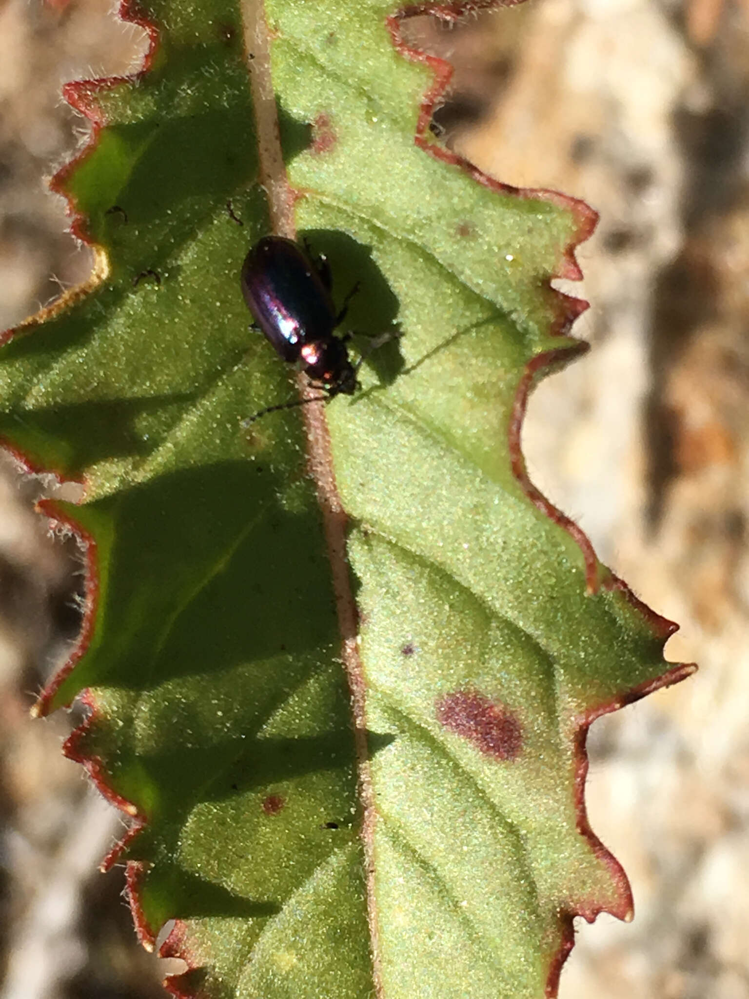 Image of Leaf beetle