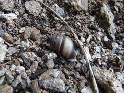 Image of West indian bulimulus