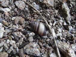 Imagem de <i>Bulimulus guadalupensis</i>