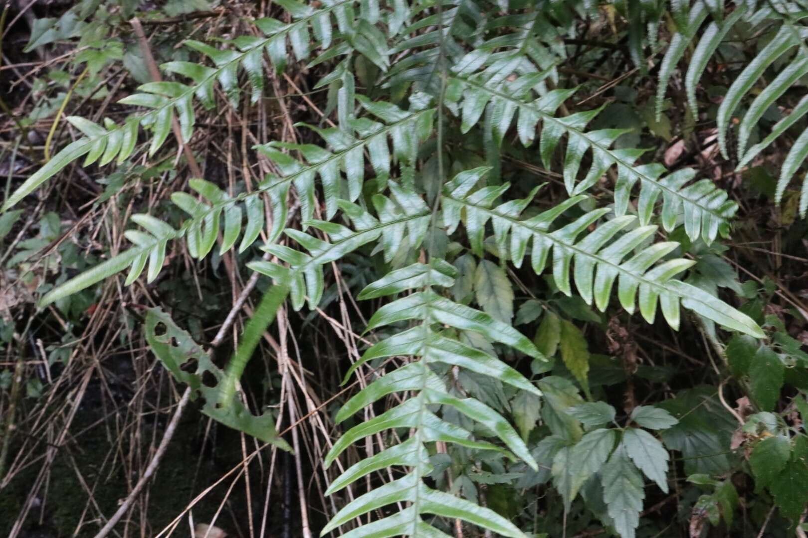 Plancia ëd Pteris terminalis var. fauriei (Christ) Ebihara & Nakato