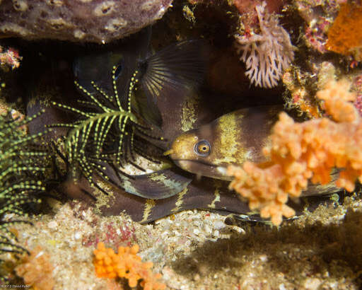 Image of Barred moray