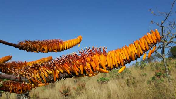 Image of Mountain aloe