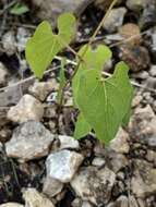 Image of plateau milkvine