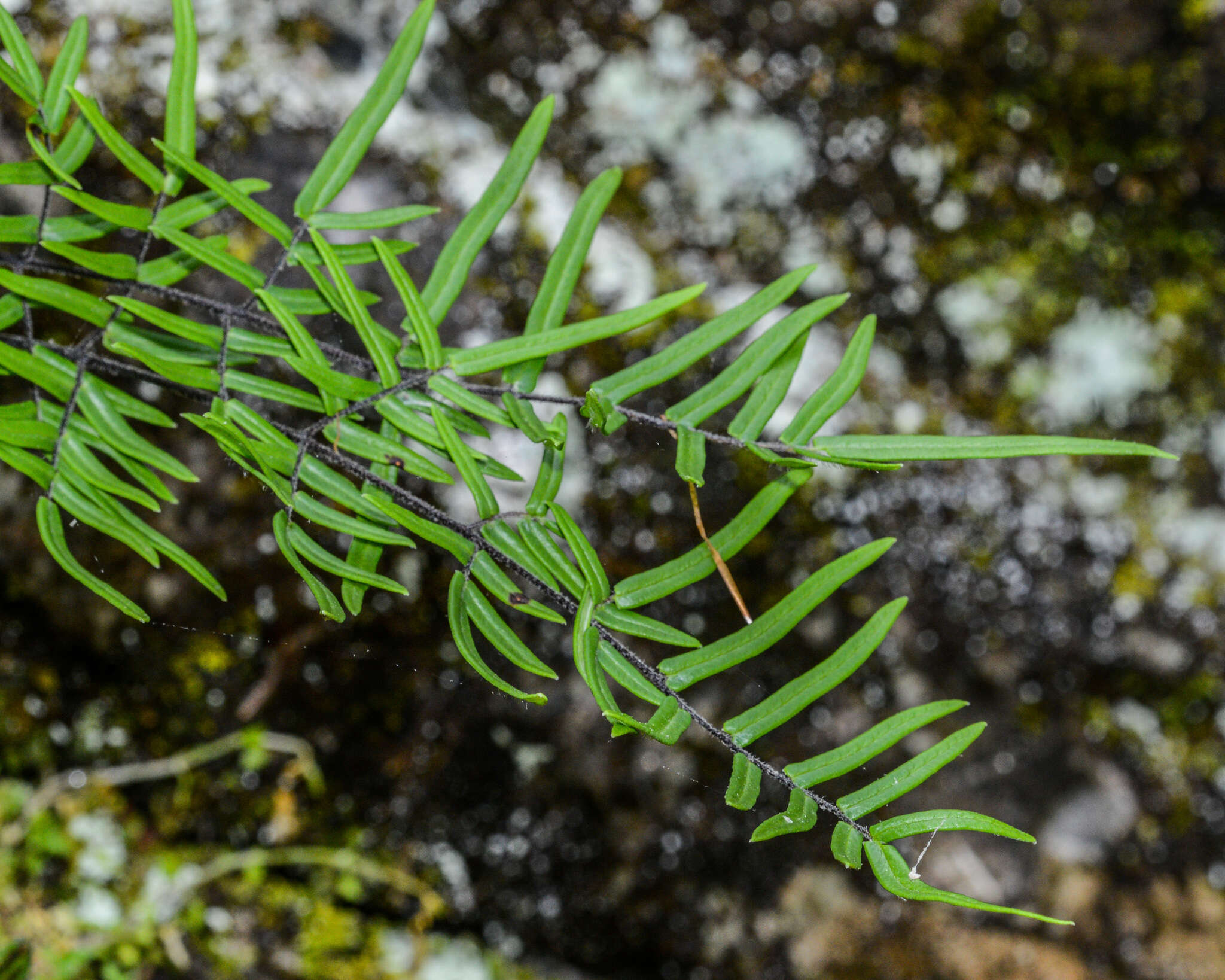 Imagem de Pellaea atropurpurea (L.) Link