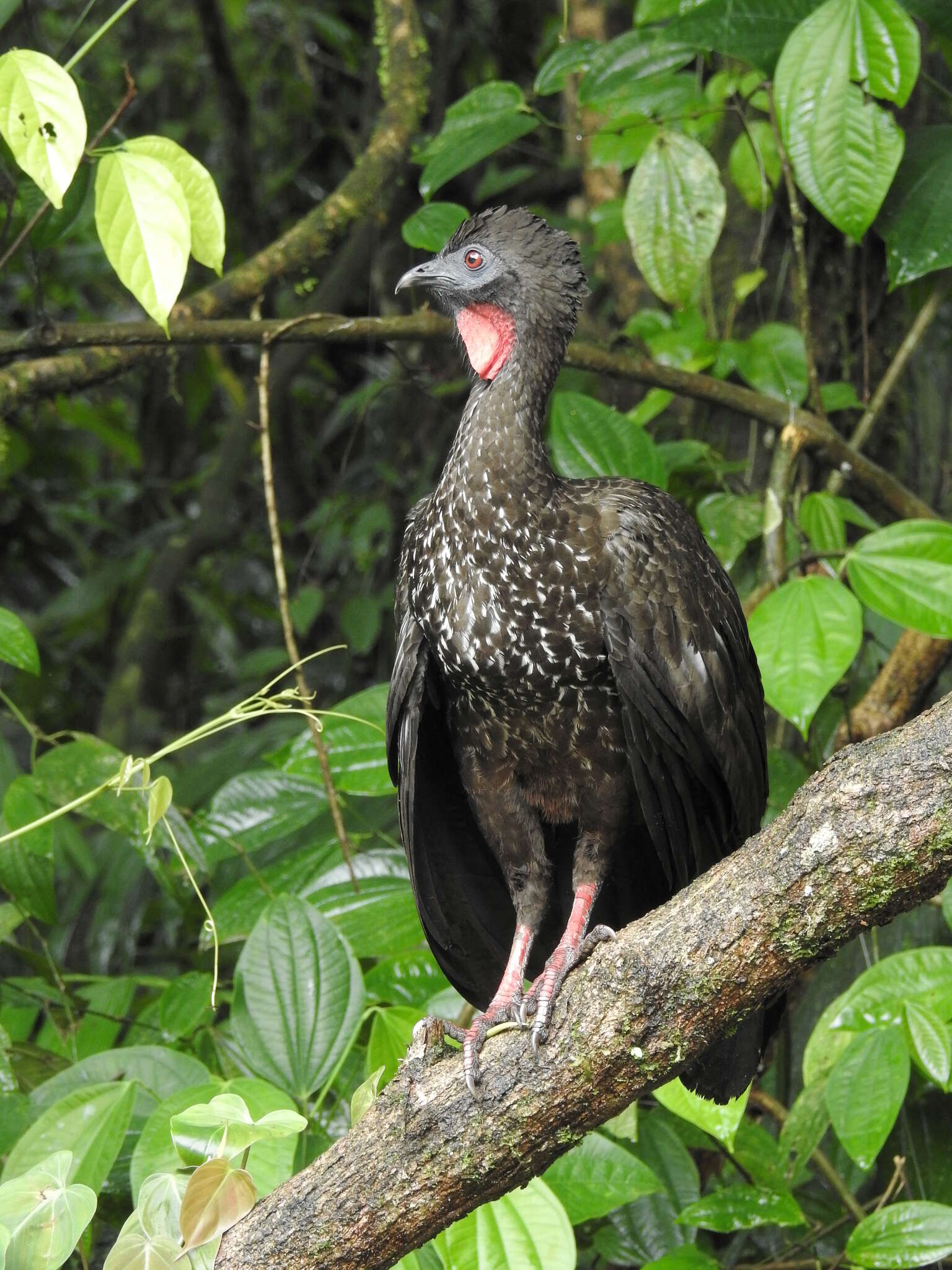 Image of Crested Guan