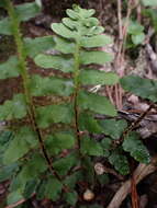 Image of Asplenium cordatum (Thunb.) Sw.