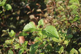 Image of Tamil grass dart