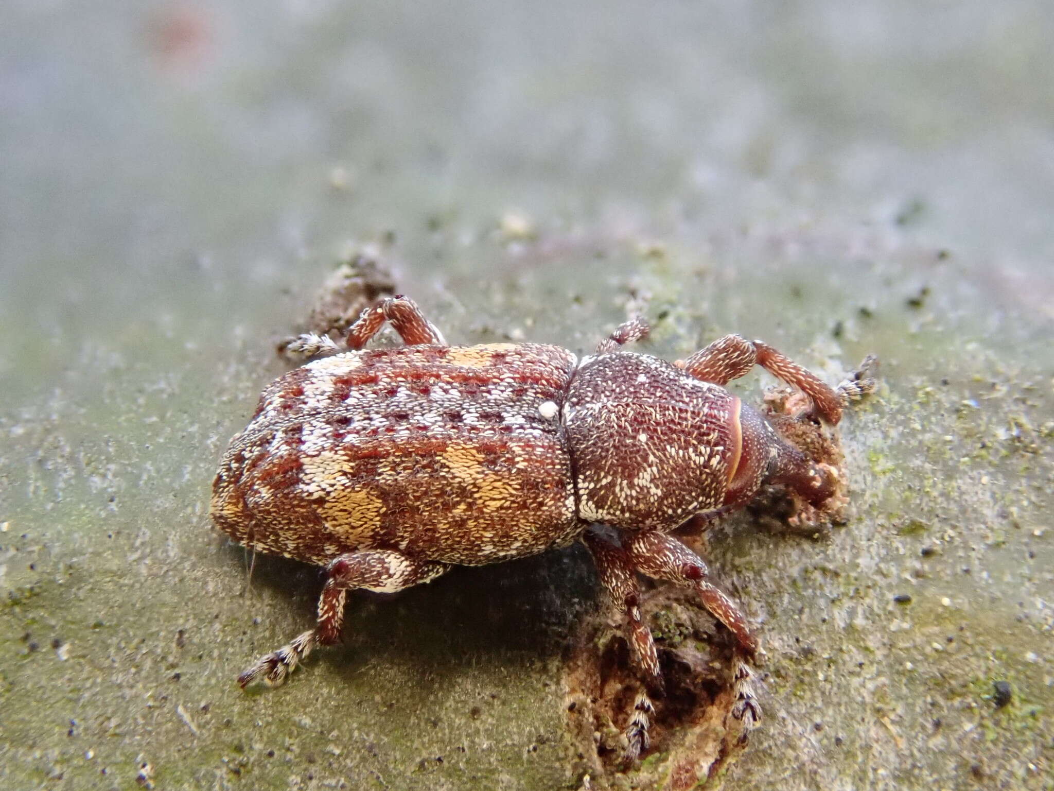 Image of Sitka spruce weevil