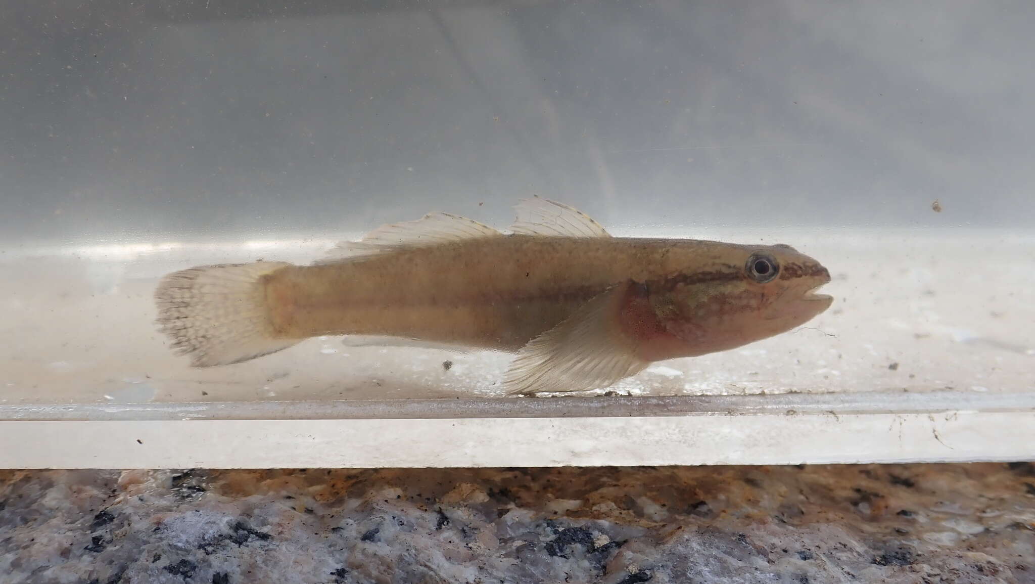 Image of Shimofuri Goby