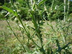 Image of <i>Cirsium <i>vulgare</i></i> subsp. vulgare