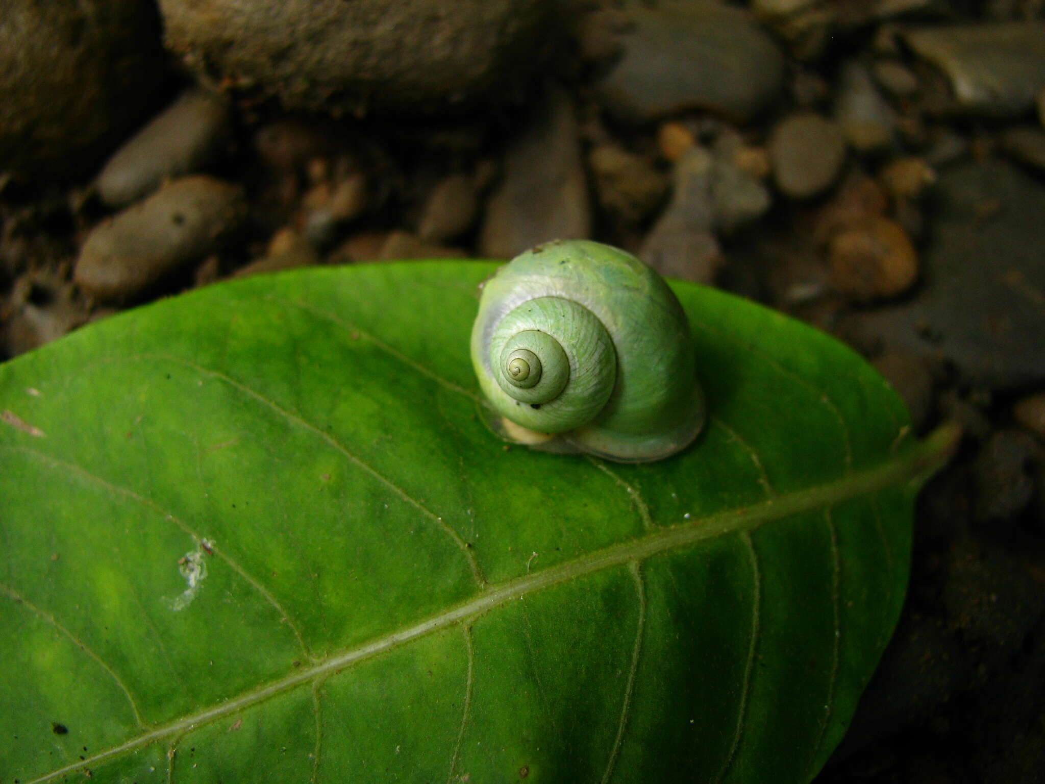 صورة Leptopoma perlucidum (Grateloup 1840)