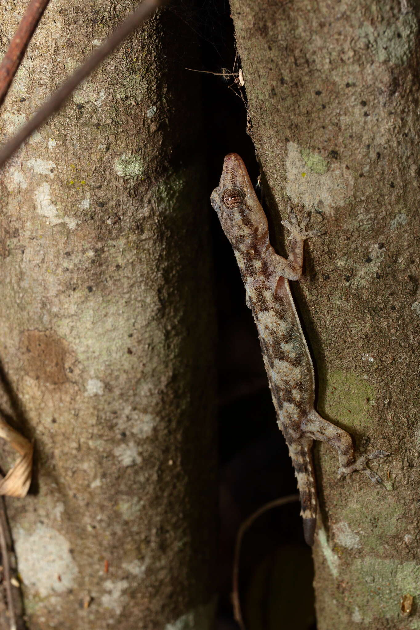 Image of Hemidactylus mercatorius Gray 1842