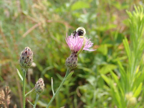 Image of spotted knapweed