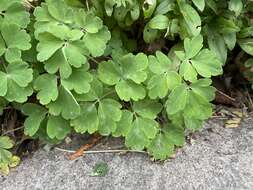 Image of Erysiphe aquilegiae subsp. aquilegiae