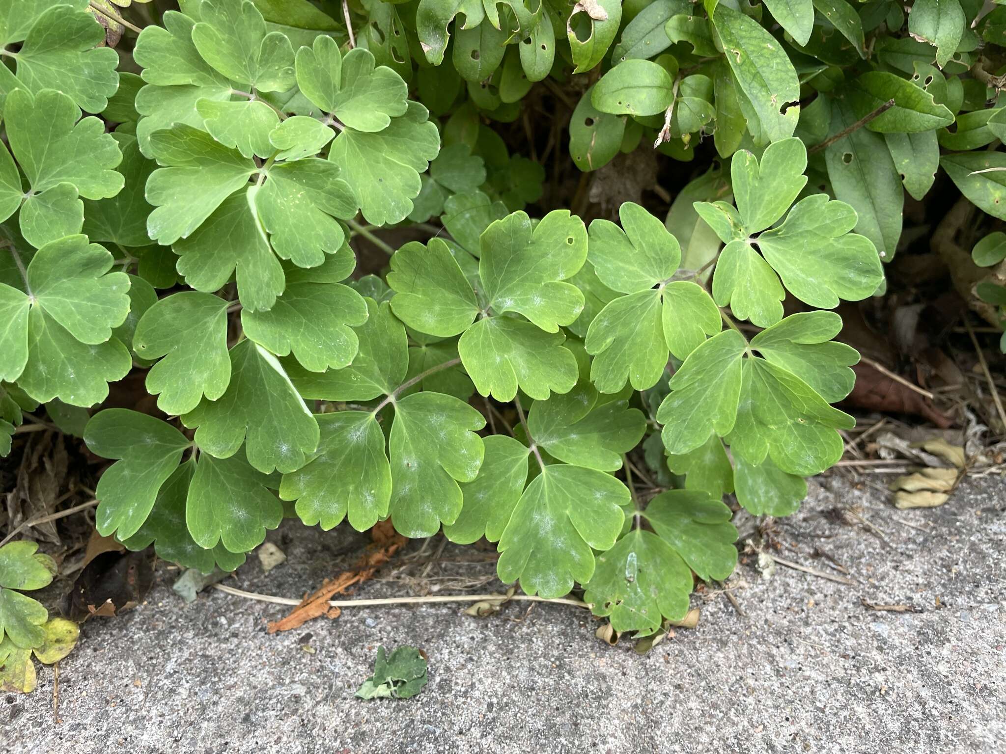 Erysiphe aquilegiae subsp. aquilegiae resmi