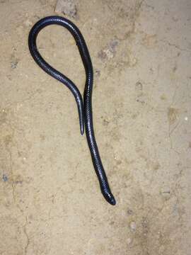 Image of Bibron’s Stiletto Snake