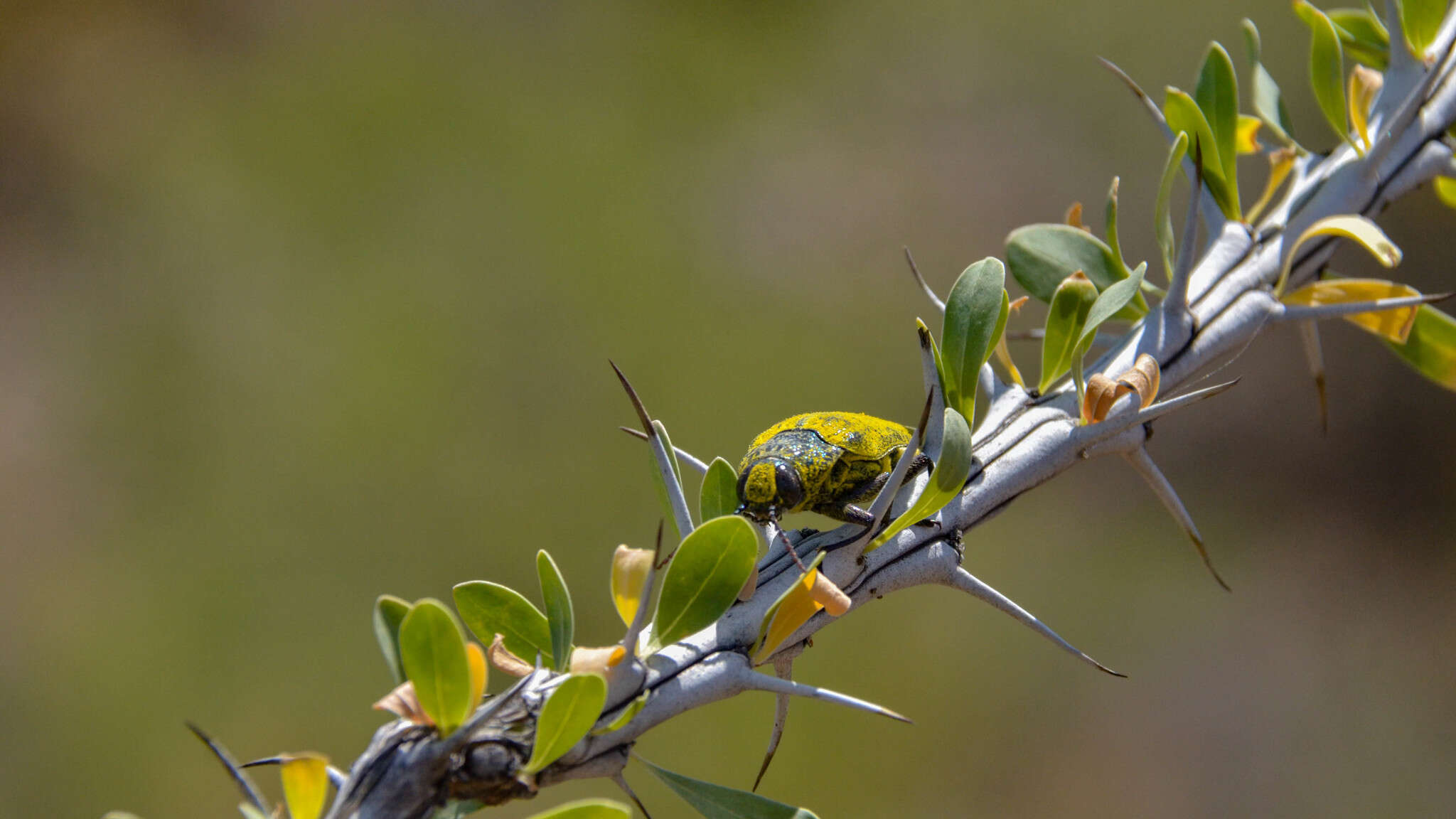 صورة Gyascutus caelatus (Le Conte 1858)