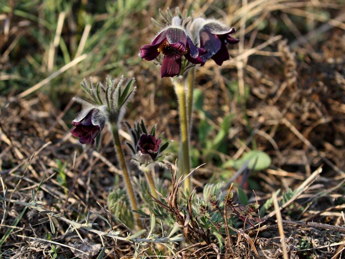 Image of Pulsatilla pratensis subsp. nigricans (Störcke) Zämelis