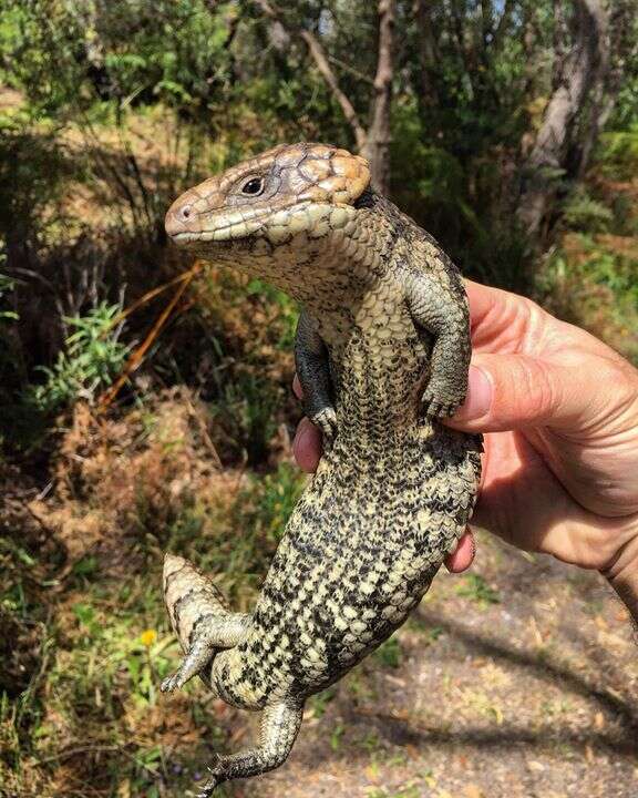 Image of Tiliqua rugosa rugosa Gray 1825