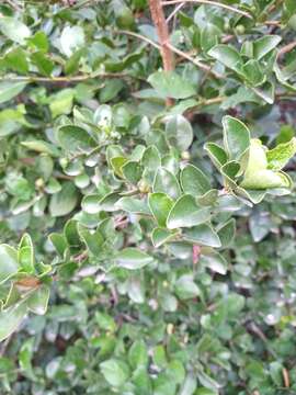 Image de Brunfelsia australis Benth.