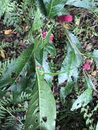 Image of Phytolacca japonica Makino