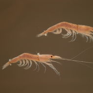 Image of sakura shrimp