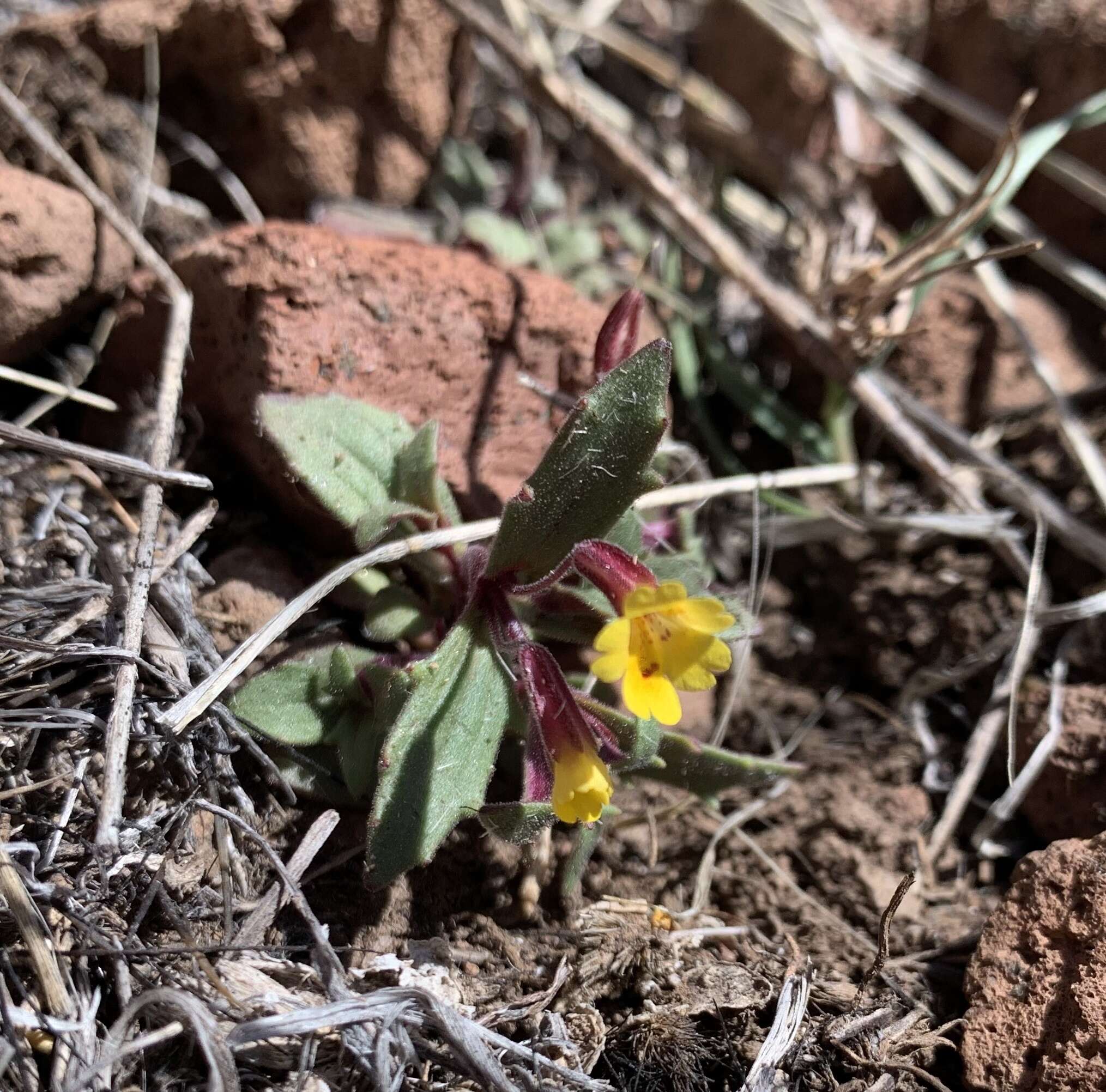 Erythranthe rubella (A. Gray) N. S. Fraga resmi