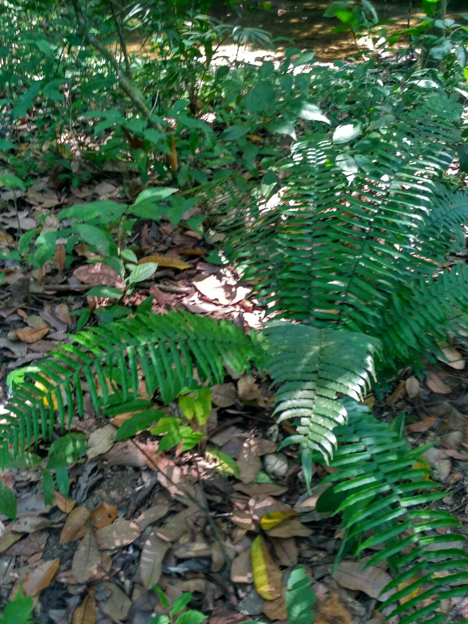 Image of Limestone Fern